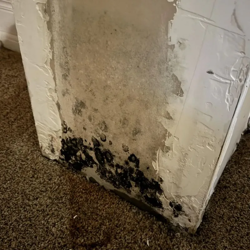 Professional Mold Removal in Colorado County, TX